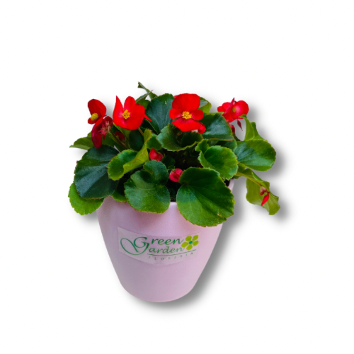 planta de Begonia porcelana roja